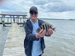 Sheepshead fish caught while fishing in South Carolina