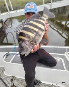 Sheepshead fish caught at Folly Beach while fishing