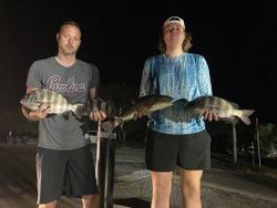 Three sheepshead fish caught during fishing trip in SC