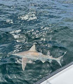 Blacktip Shark fishing in FL
