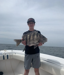 Sheepshead fish caught at Fernandina Beach