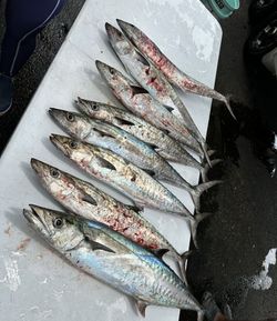 3 king mackerel fish caught in FL