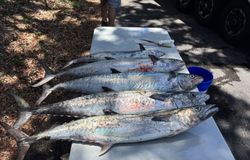 Two king mackerel caught while fishing in FL