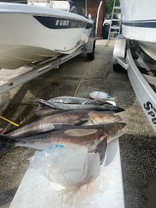 Three Wahoo fish caught in Fernandina Beach