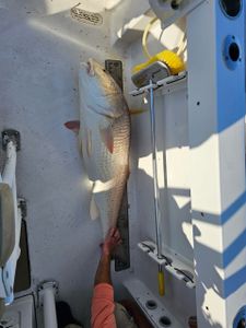 Fisherman holding a 69-inch fish in North Carolina