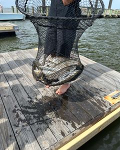 Angler holding a 280-inch fish in North Carolina