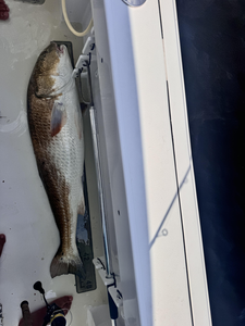 Hooking a redfish in the clear waters off Manteo!