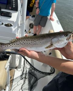 Spotted Weakfish caught in NC
