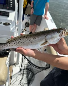 Spotted Weakfish caught fishing in NC