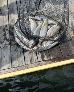 Three fish caught while fishing in NC