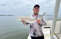 Blacktip shark, 26 inches, fishing in FL