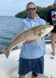 A redfish caught in Bokeelia measuring 26 inches