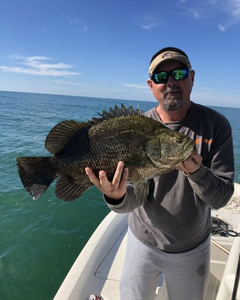 Tripletail fish caught while fishing in Florida