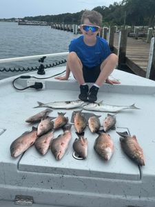 9 grey snapper, bluefish, and freshwater drum in Pensacola