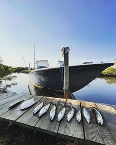 Fish in the Docks in NC