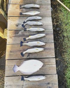 Caught Flounder and Trout in OBX