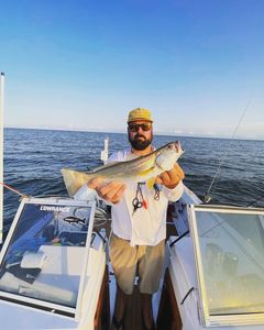 Big gray trout in North Carolina