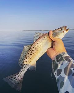 Two spotted weakfish caught while fishing in NC