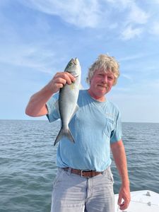 A photo of a 16-inch Bluefish caught while fishing in Wanchese