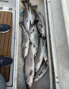 Five spotted weakfish caught while fishing in NC
