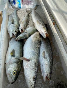 6 fish caught while fishing in Wanchese