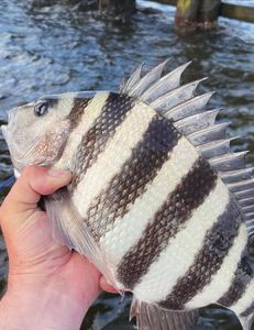 Sheepshead fish caught while fishing in NC