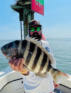 Sheepshead fish caught in Wanchese