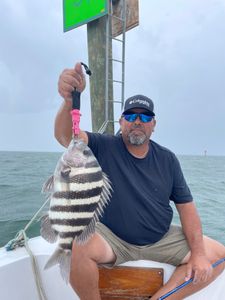 Sheepshead fish caught in Wanchese