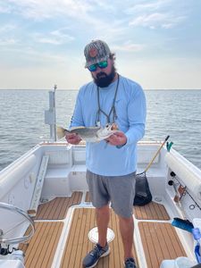 Spotted Weakfish caught while fishing in NC