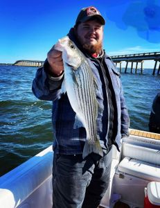 Striped bass being caught in Wanchese