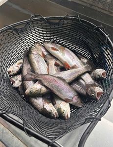 Three rainbow trout caught fishing in MO