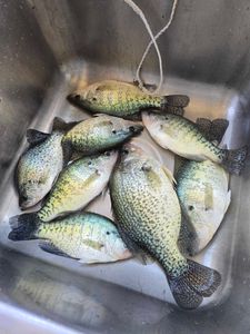 7 white crappie fish caught in Branson
