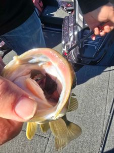 Fishing in MO