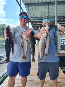 Two anglers with four rainbow trout in Branson