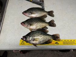 Three crappie fish caught in Pittsburg