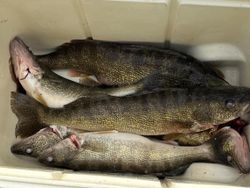 3 fish caught at Woodland Beach