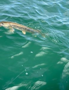 Best, great fishing scene in MI