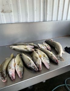 5 bluefish caught at Woodland Beach