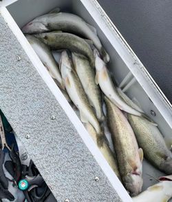 Three fish caught at Woodland Beach