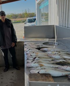 Two big fish caught by angler at Woodland Beach