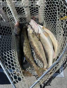 Two fish caught while fishing in MI