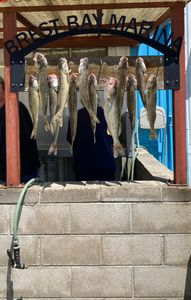 5 fish caught fishing at Woodland Beach