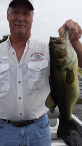 Largemouth bass caught in Alba