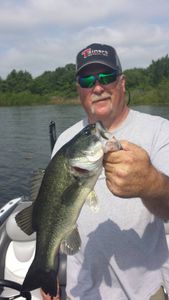 Largemouth bass caught in Alba