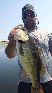 Largemouth bass caught in TX