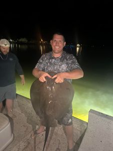 Reeling in the ocean's gliders—stingray adventures