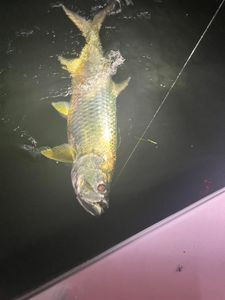 Tarpon fishing in FL