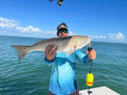 Freshwater Drum fish caught in Placida