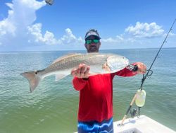 Redfish measuring 35 inches caught while fishing in Placida
