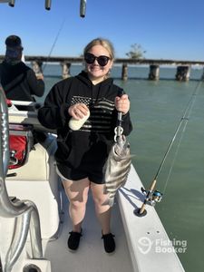 Sheepshead fish caught while fishing in Placida